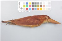 藏品(赤翡翠)的圖片